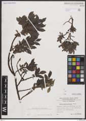 Foto von Salix breviserrata Flod.
